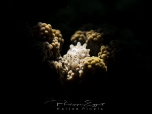 Cowrie on a coral... snooted hand held torch by Philippe Eggert 